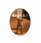 タムのスタンプ1(Deluxe)（個別スタンプ：36）