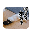 JOY＆LOVEたまにコマ（個別スタンプ：3）