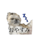 しゃねたんスタンプ（個別スタンプ：9）