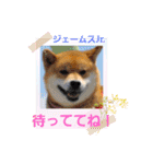 柴犬ジェームスJr.11（個別スタンプ：2）