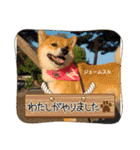 柴犬ジェームスJr.11（個別スタンプ：13）