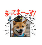 柴犬ジェームスJr.11（個別スタンプ：16）