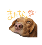 ビーグル犬のベックマン⑥（個別スタンプ：1）