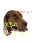ビーグル犬のベックマン⑥（個別スタンプ：7）