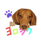 ビーグル犬のベックマン⑥（個別スタンプ：9）