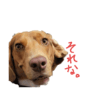 ビーグル犬のベックマン⑥（個別スタンプ：11）