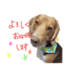 ビーグル犬のベックマン⑥（個別スタンプ：13）