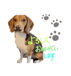 ビーグル犬のベックマン⑥（個別スタンプ：15）