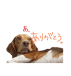 ビーグル犬のベックマン⑥（個別スタンプ：16）
