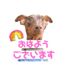 ミニピン 海鮮丼くん（個別スタンプ：1）