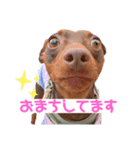 ミニピン 海鮮丼くん（個別スタンプ：4）