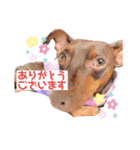 ミニピン 海鮮丼くん（個別スタンプ：5）
