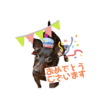 ミニピン 海鮮丼くん（個別スタンプ：7）