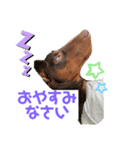 ミニピン 海鮮丼くん（個別スタンプ：8）