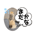 ポメペキくんの日常（個別スタンプ：10）