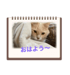 ニャンコのレオン（個別スタンプ：1）