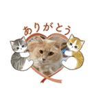 ニャンコのレオン（個別スタンプ：3）