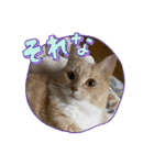 ニャンコのレオン（個別スタンプ：7）
