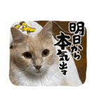 ニャンコのレオン（個別スタンプ：14）