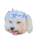 maltese_life（個別スタンプ：1）