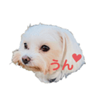 maltese_life（個別スタンプ：2）