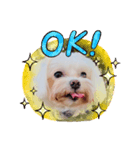 maltese_life（個別スタンプ：3）