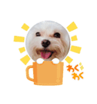 maltese_life（個別スタンプ：4）