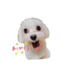 maltese_life（個別スタンプ：6）