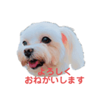 maltese_life（個別スタンプ：7）
