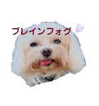 maltese_life（個別スタンプ：8）
