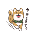 でふぉるめ柴犬スタンプ 赤 vol.1（個別スタンプ：11）