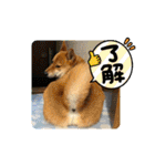 【柴犬わん】の日常スタンプ（個別スタンプ：28）