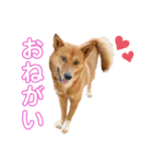 立花ポン太くん（個別スタンプ：9）