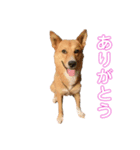 立花ポン太くん（個別スタンプ：12）