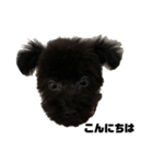 トイプードル黒豆1（個別スタンプ：1）