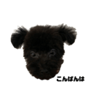 トイプードル黒豆1（個別スタンプ：2）