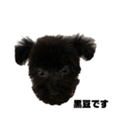 トイプードル黒豆1（個別スタンプ：3）