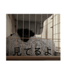 トイプードル黒豆1（個別スタンプ：7）