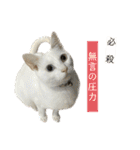 メルミュウウニ③（個別スタンプ：5）