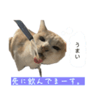 メルミュウウニ③（個別スタンプ：14）