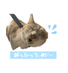 メルミュウウニ③（個別スタンプ：15）