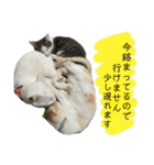 メルミュウウニ③（個別スタンプ：21）