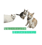メルミュウウニ③（個別スタンプ：22）