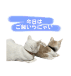メルミュウウニ③（個別スタンプ：23）