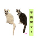 メルミュウウニ③（個別スタンプ：24）
