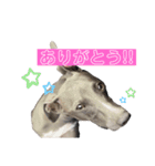 日常生活の会話で使えるJentilスタンプ（個別スタンプ：13）