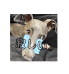 日常生活の会話で使えるJentilスタンプ（個別スタンプ：15）