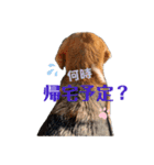 オレは茶々丸③（個別スタンプ：7）