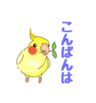 オカメインコ 日常会話 丁寧 使いやすい（個別スタンプ：3）