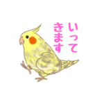 オカメインコ 日常会話 丁寧 使いやすい（個別スタンプ：20）